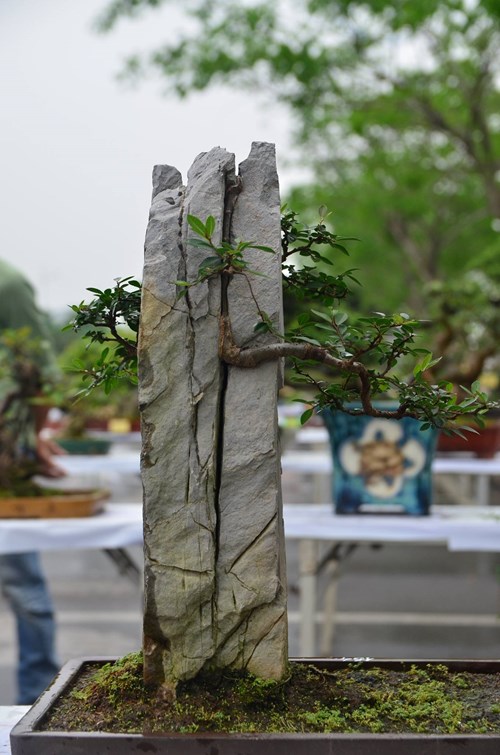 Những cây bonsai tí hon giá hàng trăm triệu - 9