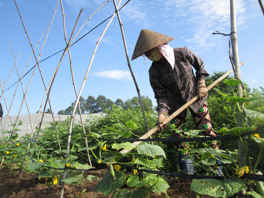 Cơ hội cho nông nghiệp hữu cơ - 1