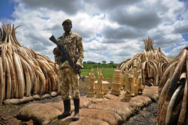 Kenya tiêu hủy số ngà voi lớn nhất lịch sử thế giới - 1