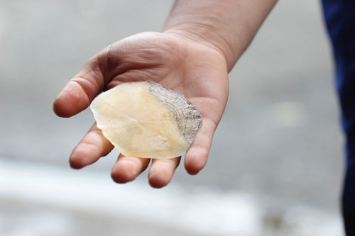 Những “quái ngư” từng “bơi” về Sài Gòn - 3