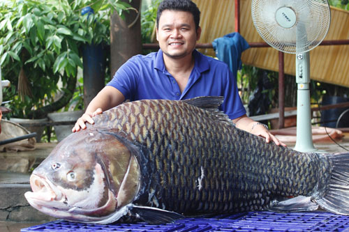 Lý lịch những loài cá “khủng” từng “bơi” về Sài Gòn - 1