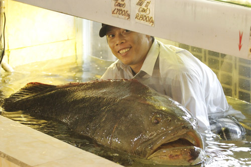 Cá “khủng” vào nhà hàng: Giá bạc triệu - 1