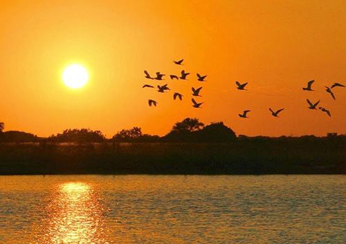 Chuyện chim Sâm Cầm: xưa và nay - 2