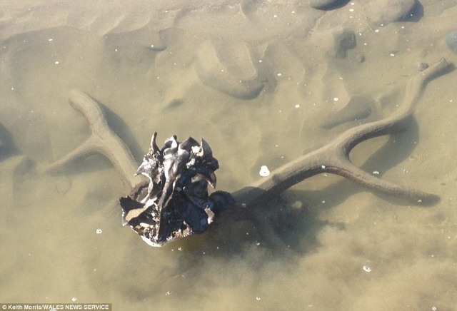 Tìm thấy sừng hươu 4.000 năm tuổi trên bãi biển - 1