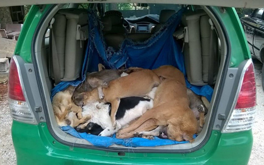 Truy tìm 2 “cẩu tặc” thuê taxi chở 16 con chó trộm - 1