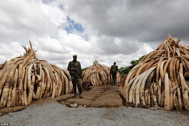 Ảnh: Kenya tẩm xăng đốt 100 tấn ngà voi trị giá 2.200 tỉ - 1