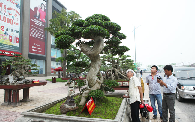 Ngắm siêu cây “mâm xôi con gà” giá triệu đô - 10