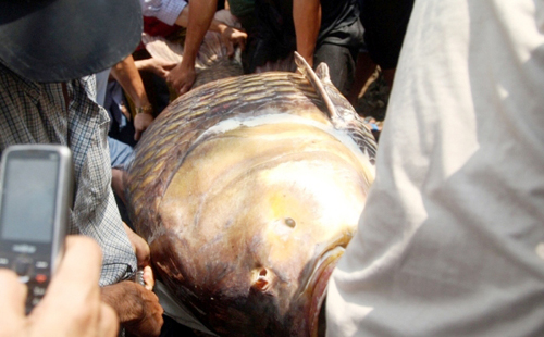 Ngư dân bắt được cá “khủng” ở Sài Gòn giờ ra sao? - 1