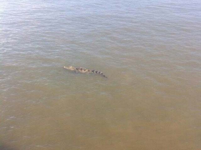 Đã bắt được cá sấu "khủng" trên sông Soài Rạp - 2