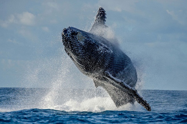 Cú nhảy vọt qua mặt nước cực hiếm của cá voi 40 tấn - 1