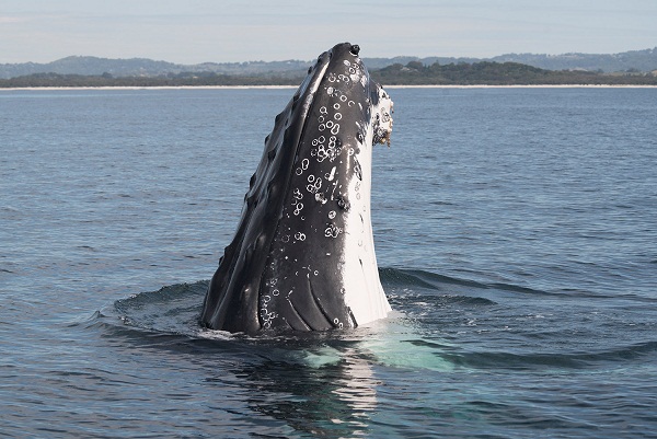 Cú nhảy vọt qua mặt nước cực hiếm của cá voi 40 tấn - 2