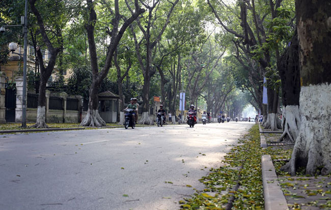 Mùa lá vàng ở Hà Nội không phải mùa thu mà là đầu hè.