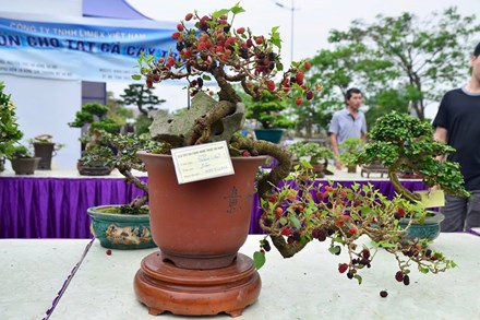 Suýt xoa dàn cây ăn quả bonsai tuyệt đẹp ở Thủ đô - 1