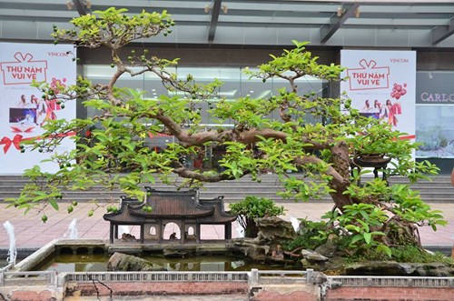 Suýt xoa dàn cây ăn quả bonsai tuyệt đẹp ở Thủ đô - 10