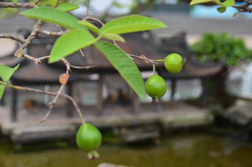 Suýt xoa dàn cây ăn quả bonsai tuyệt đẹp ở Thủ đô - 12