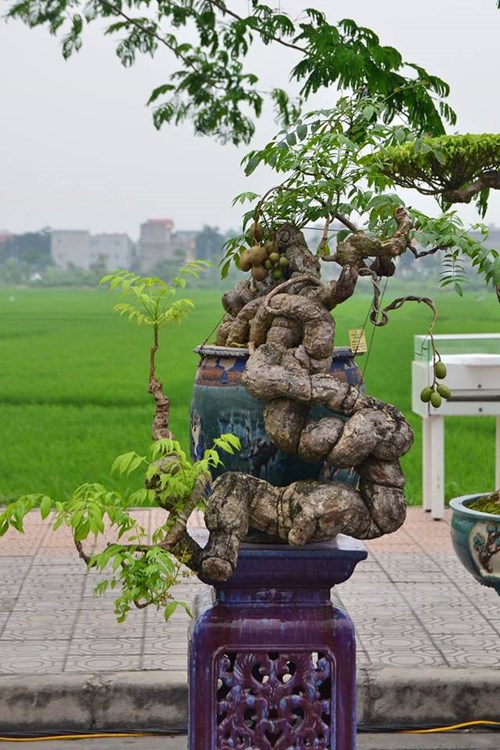 Suýt xoa dàn cây ăn quả bonsai tuyệt đẹp ở Thủ đô - 2
