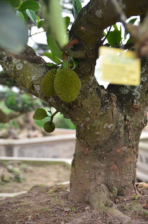 Suýt xoa dàn cây ăn quả bonsai tuyệt đẹp ở Thủ đô - 4