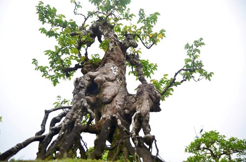 Suýt xoa dàn cây ăn quả bonsai tuyệt đẹp ở Thủ đô - 5