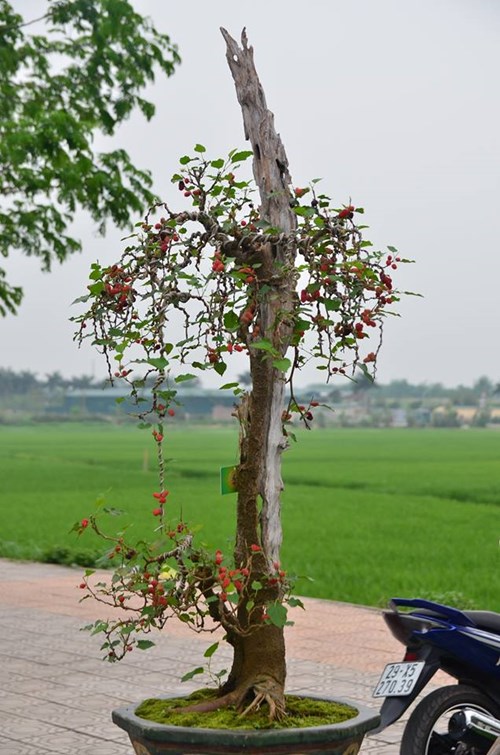Suýt xoa dàn cây ăn quả bonsai tuyệt đẹp ở Thủ đô - 6