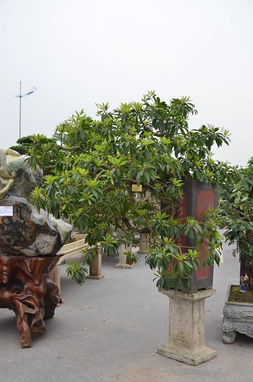 Suýt xoa dàn cây ăn quả bonsai tuyệt đẹp ở Thủ đô - 7