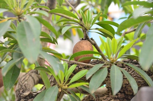 Suýt xoa dàn cây ăn quả bonsai tuyệt đẹp ở Thủ đô - 8