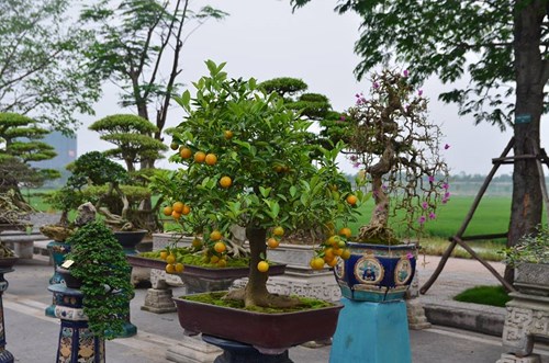 Suýt xoa dàn cây ăn quả bonsai tuyệt đẹp ở Thủ đô - 9