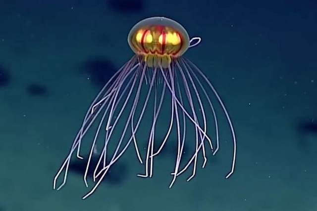 Phát hiện loài sứa như UFO dưới biển sâu - 1