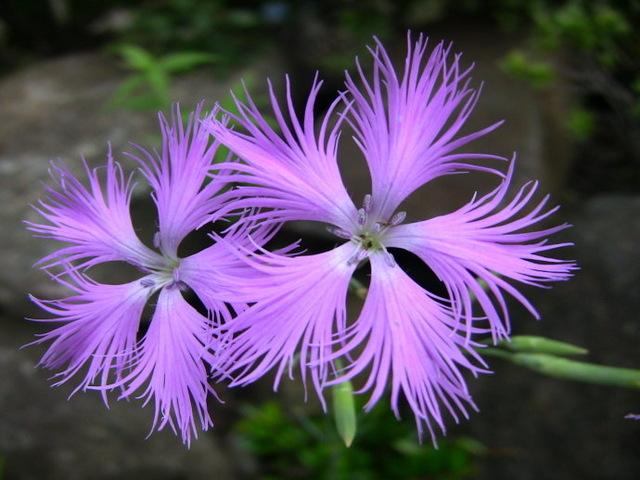 99,99% loài trên Trái đất vẫn bí ẩn với con người - 3