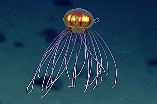 Bắt gặp loài sứa &#34;ngoài hành tinh&#34; dưới đáy Thái Bình Dương - 1