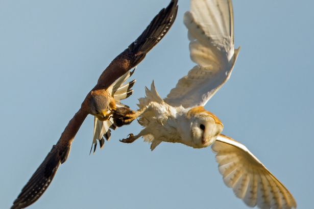 Chim ưng đột kích cướp trắng thức ăn của cú trên không - 3