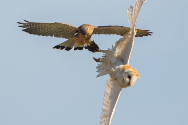 Chim ưng đột kích cướp trắng thức ăn của cú trên không - 4
