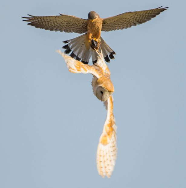 Chim ưng đột kích cướp trắng thức ăn của cú trên không - 5