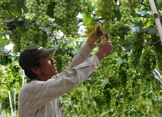 Giá nho tăng mạnh, nông dân Ninh Thuận bớt khổ - 1
