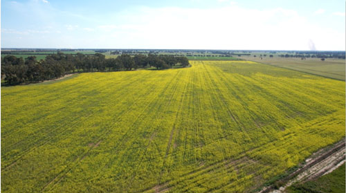 Những thiên đường cho bò sữa trên thế giới - 3