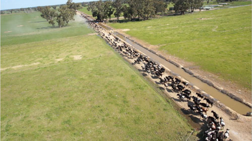 Những thiên đường cho bò sữa trên thế giới - 5