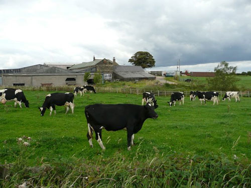 Những thiên đường cho bò sữa trên thế giới - 1