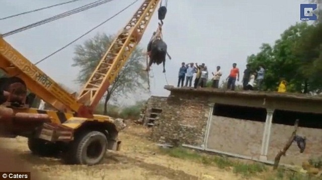 Ấn Độ: Chú trâu trèo lên mái nhà theo cách bí hiểm - 1