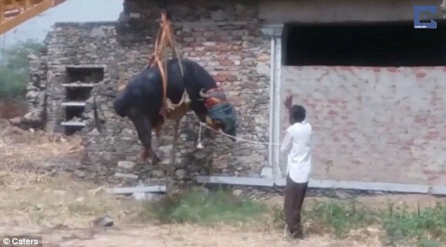Ấn Độ: Chú trâu trèo lên mái nhà theo cách bí hiểm - 2