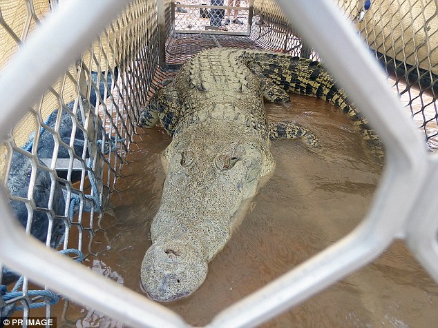 Bắt được cá sấu dài 4m gần nhà ở Úc