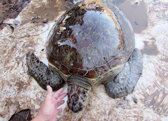 Giải cứu rùa biển quý hiếm suýt bị làm mồi nhậu - 1
