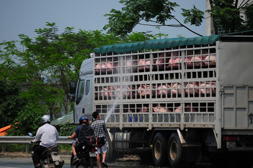 Tắm heo, “tắm” cả người đi trên cao tốc HN-Bắc Giang - 2