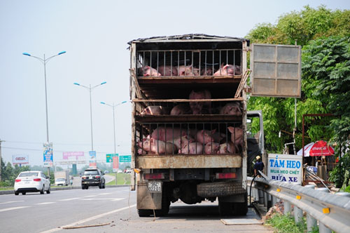 Tắm heo, “tắm” cả người đi trên cao tốc HN-Bắc Giang - 3