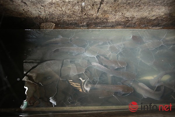 Độc đáo vườn-ao-chuồng giữa Thủ đô của chàng trai 9X - 6