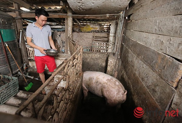 Độc đáo vườn-ao-chuồng giữa Thủ đô của chàng trai 9X - 7