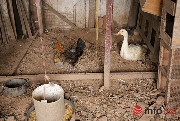 Độc đáo vườn-ao-chuồng giữa Thủ đô của chàng trai 9X - 8