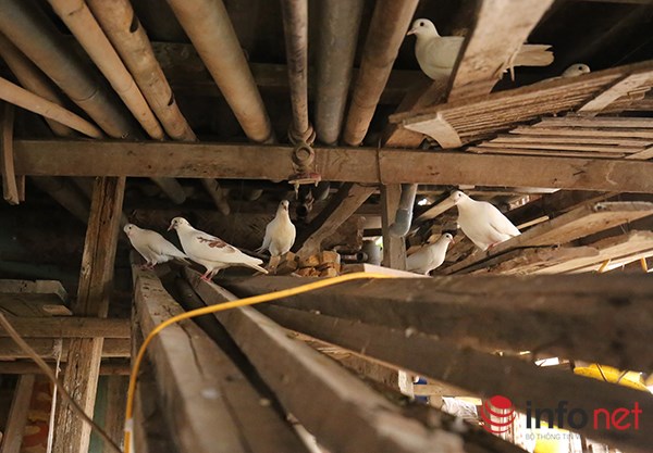 Độc đáo vườn-ao-chuồng giữa Thủ đô của chàng trai 9X - 9