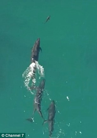 Video: Cá heo truy đuổi, ngoạm chết cá voi sát thủ - 1