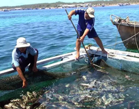 Cá chết ở đảo Phú Quý nghi do “thủy triều đỏ” - 1