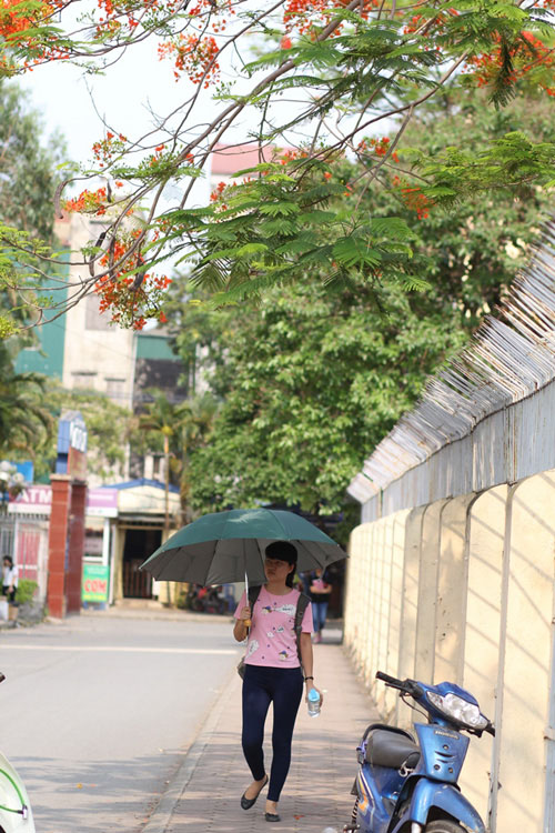 Ngẩn ngơ ngắm hoa phượng nở rực trời Hà Nội đầu hè - 13
