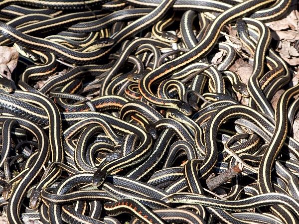Kinh sợ 75.000 con rắn ken dày như thảm mùa giao phối - 1
